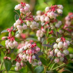 Bluecrop Blueberry Hedge