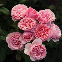 All Dressed Up™ Grandiflora Rose