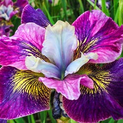 Charming Billy Siberian Iris