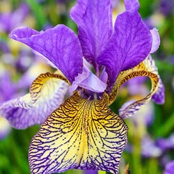 Pennywhistle Siberian Iris