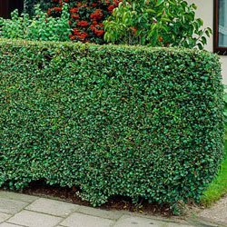 privet amurense ligustrum michiganbulb bulbs