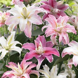Double Oriental Lily Mix