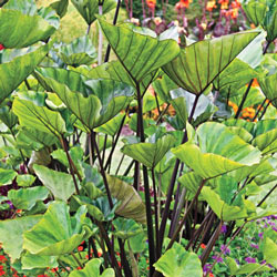 Tea Cup Elephant Ear