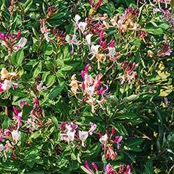 Fragrant Cloud Honeysuckle
