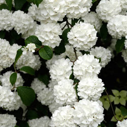 Snowball Viburnum Hedge