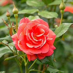 Coral Freedom Rose