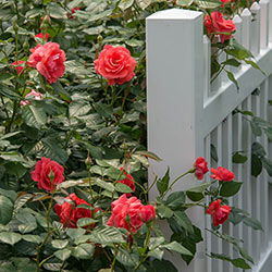 Coral Freedom Rose