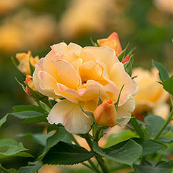 Orange Freedom Rose