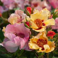 In Your Eyes® Shrub Rose
