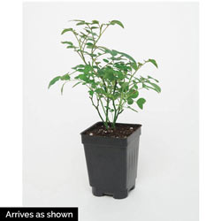 In Your Eyes® Shrub Rose