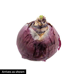 Dark Dimension Hyacinth