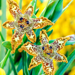 Starfish Iris