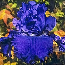 Autumn Thunder Reblooming Bearded Iris