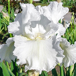 Frequent Flyer KickStart™ Reblooming Bearded Iris