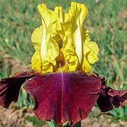 Blatant Reblooming Bearded Iris