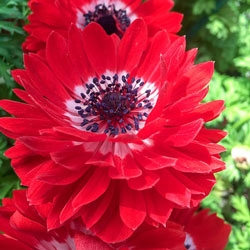 The Governor Double Red Anemone