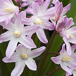 Pink Giant Chionodoxa