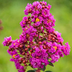 Northern Belle Hardy Magenta Crape Myrtle