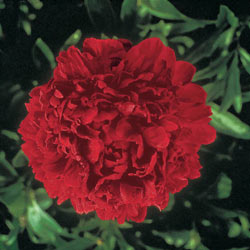 Felix Supreme Peony