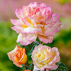 Peace Hybrid Tea Jumbo Rose