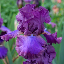 Cantina Reblooming Bearded Iris