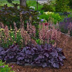 Grape Expectations Heuchera