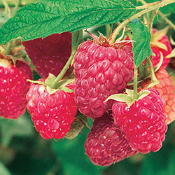 Raspberry Caroline