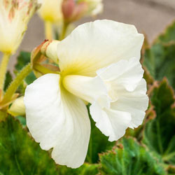 Daffodil White Begonia