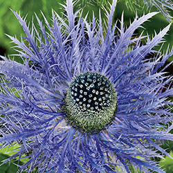 Blue Sea Holly Plant