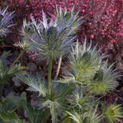 Blue Sea Holly Plant