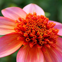 Totally Tangerine Dahlia