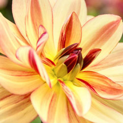 Happy Butterfly Dahlia
