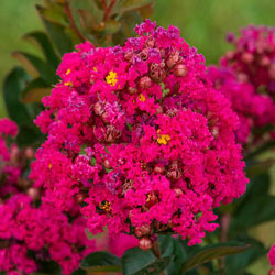 Northern Belle Hardy Crape Myrtle Trio