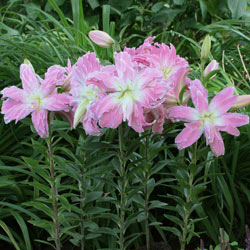 Lotus Elegance Lily