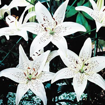 Sterling Star Lily - Michigan Bulb