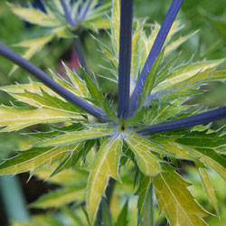 Neptune's Gold Eryngium
