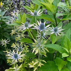 Neptune's Gold Eryngium