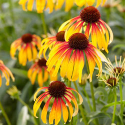 Fiery Meadow Mama Coneflower