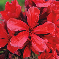 Cleopatra Tall Phlox