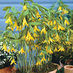 Native Yellow Bellflower