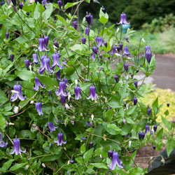 Roguchi Clematis