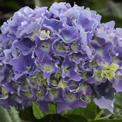 Spike Hydrangea