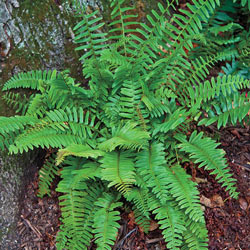 Christmas Fern