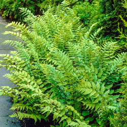Fortune's Cold Hardy Holly Fern