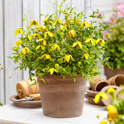 Clematis Little Lemons