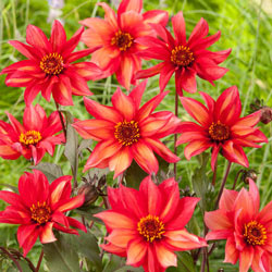 Waltzing Mathilda Dahlia