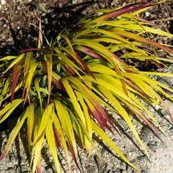 SunFlare™ Japanese Forest Grass