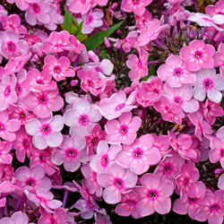 Rainbow Dancer Tall Phlox