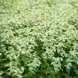 Mountain Mint