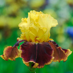 Vintage Charm Reblooming Bearded Iris